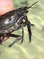 Procambarus suttkusi