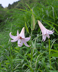Lilium japonicum