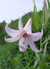 Lilium japonicum