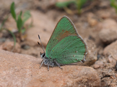 Callophrys affinis
