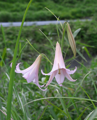 Lilium japonicum