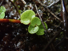 Nertera scapanioides