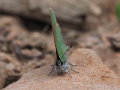 Callophrys affinis