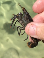 Procambarus suttkusi