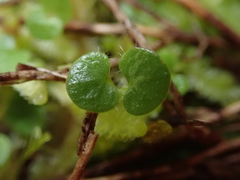 Nertera scapanioides