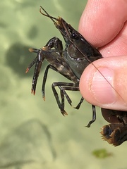 Procambarus suttkusi