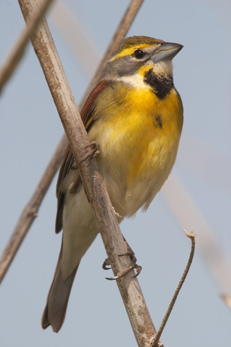 Dickcissel