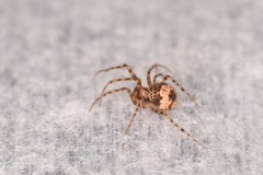 Ero flammeola