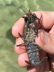 Procambarus suttkusi