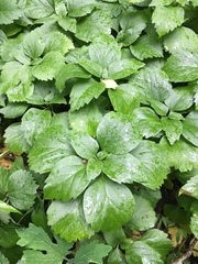 Pachysandra