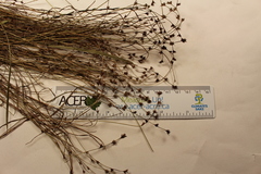 Scleria verticillata