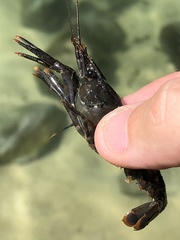 Procambarus suttkusi