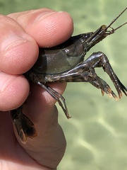 Procambarus suttkusi