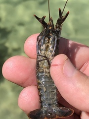 Procambarus suttkusi