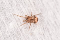 Ero flammeola
