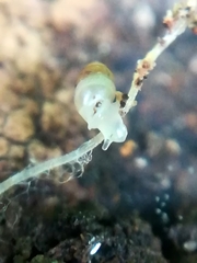 Carychium tridentatum