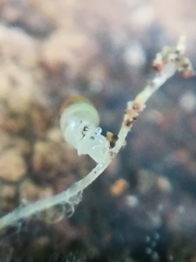 Carychium tridentatum
