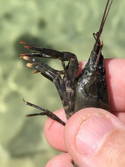 Procambarus suttkusi