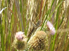 Schistocerca americana