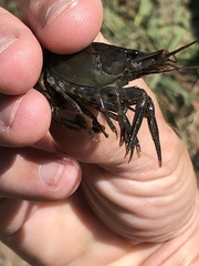 Procambarus suttkusi