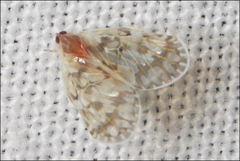 Saccharodite chrysonoe