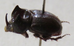 Orphnus cribratellus