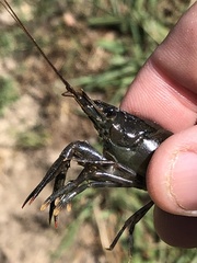 Procambarus suttkusi