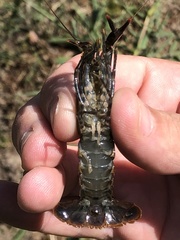 Procambarus suttkusi