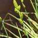 Carex canescens - Photo no hay derechos reservados, subido por Ben Keen