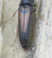 Isorhipis