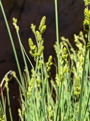 Carex canescens