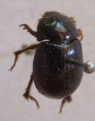 Hybosorus orientalis