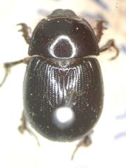 Hybosorus orientalis
