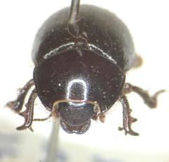 Hybosorus orientalis