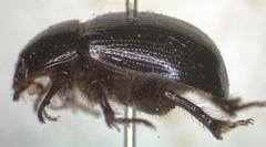 Hybosorus orientalis