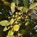 Terminalia corrugata - Photo (c) Laurent Quéno, some rights reserved (CC BY-NC), uploaded by Laurent Quéno