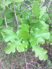 Quercus sinuata breviloba