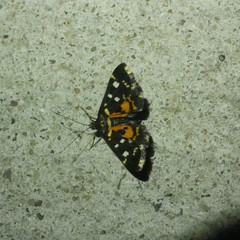 Diathrausta ochreipennis