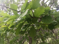 Quercus sinuata breviloba