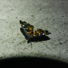 Diathrausta ochreipennis