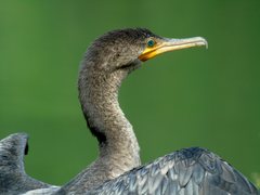 Neotropic Cormorant photo 2