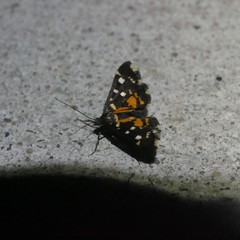 Diathrausta ochreipennis