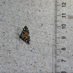 Diathrausta ochreipennis
