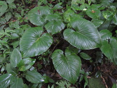 Philodendron grandipes image