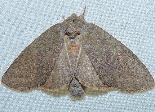 Drab Prominent photo 4