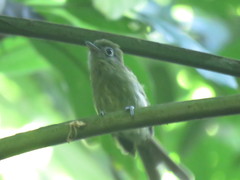 Rhynchocyclus brevirostris