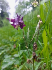 Aquilegia atrata