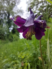 Aquilegia atrata
