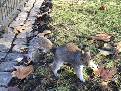 Sciurus carolinensis
