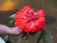 Brownea grandiceps